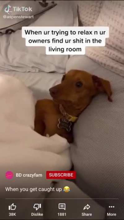 Haha dog go vroom