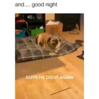 woof_irl