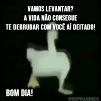 Vamo nessa