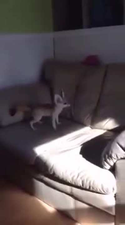 Hyper drive fenny zoomies