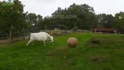 A Cow Has a Happy Freakout Playing Ball With Its Owner