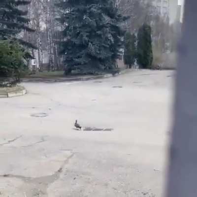Step-duck reflexes