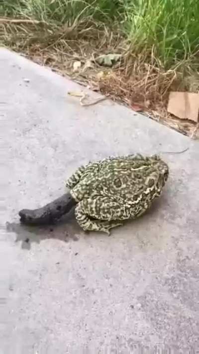 He gives no shits