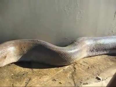 Snake being snake
