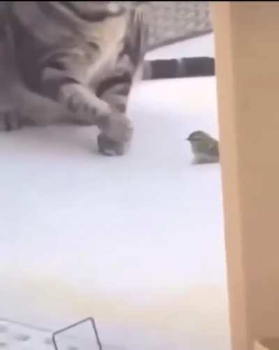 Ą
