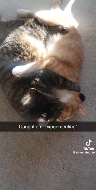 Gay😿irl