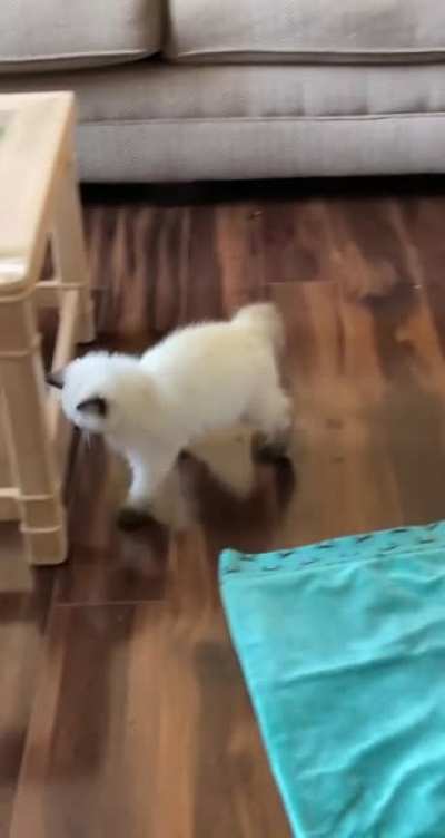 She was chasing the floor today…