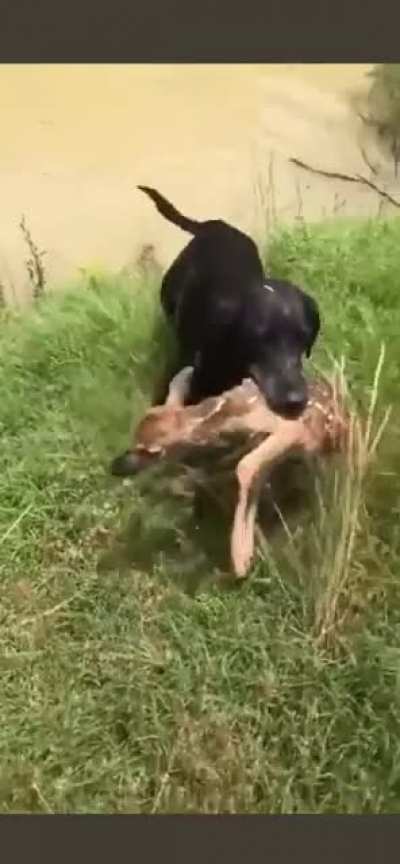 Pooch saves fawn from drowning. Fawn just wants to scream