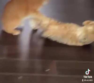 Ginger: 