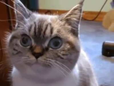 eye balls