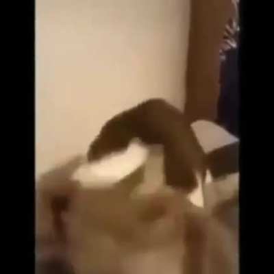 Koeee