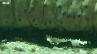 Pearlfish are parasites of Sea Cucumbers and enter through their anus. Inside, they reproduce and feed on their host's internal organs.
