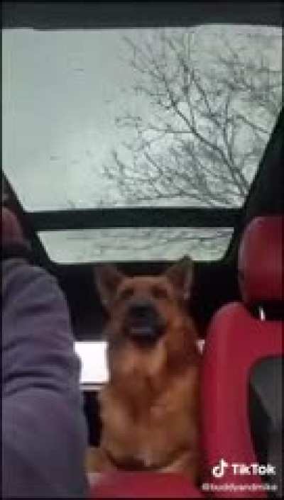 woof irl