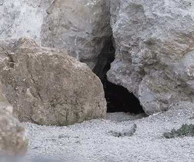 Pallas's cat notices something