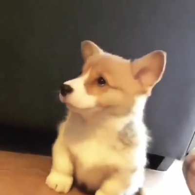 Woof🐶irl