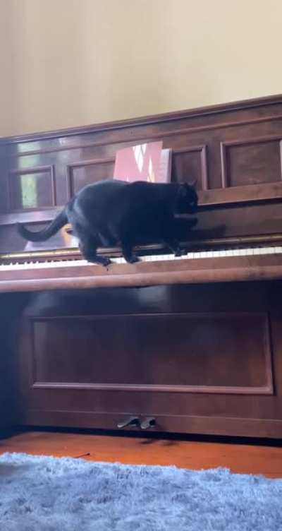 My musical baby. Skittle has to press nearly every key before jumping on top of the piano