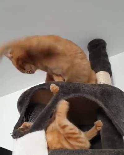 Move THIS... IS... MY... SPOT!!!