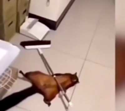 Give this little guy an Oscar!