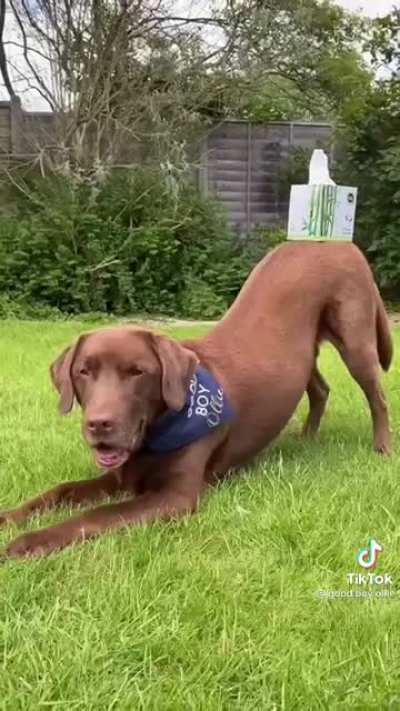 Good boy
