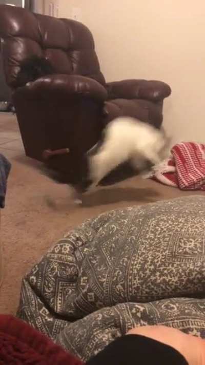 My cat has been watching me play too much call of duty - 360 kick flip no scope