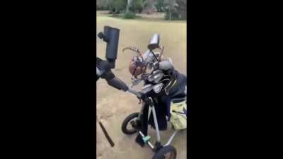 Crab snaps golfers driver