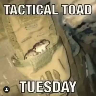 🐸TACTICAL🐸TOAD🐸TUESDAY🐸