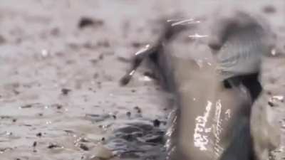 The airhornfish