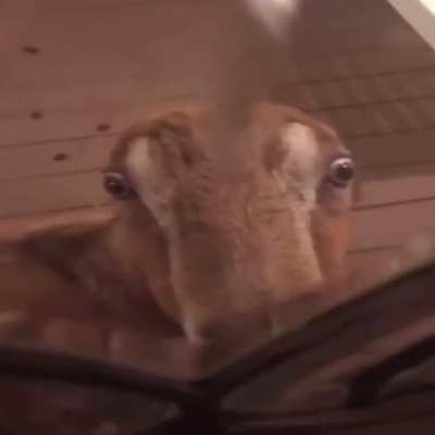 @forsen