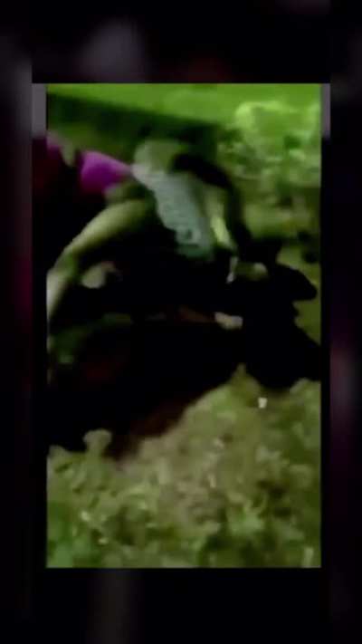Fight