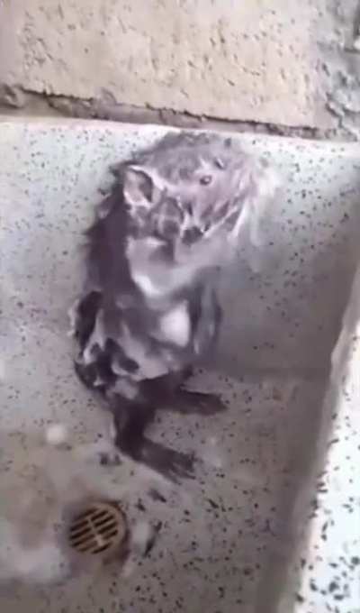Hygienic rat