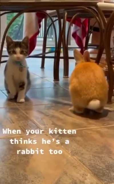 RabbitOS, now compatible to run on Cat hardware!