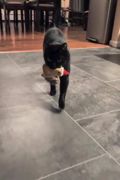 Shadow has been changing the routine! Now I have to go find him when he mews!