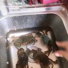 HolyCrab