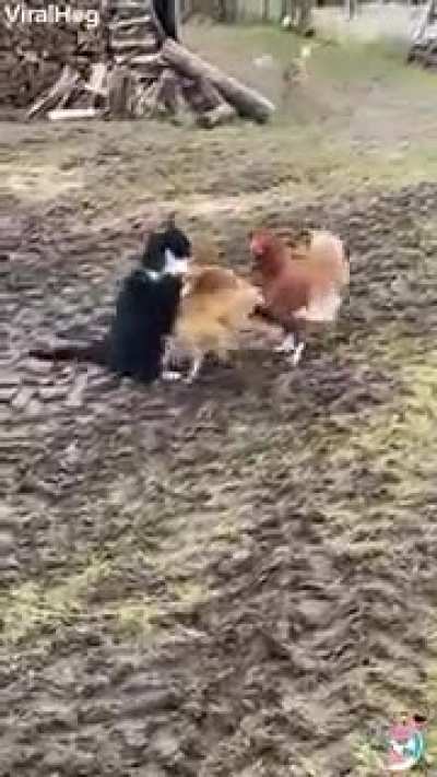 Chicken saving fellow chicken from kitty