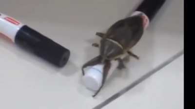 Buggo