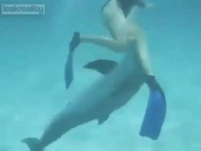 Bad Dolphin