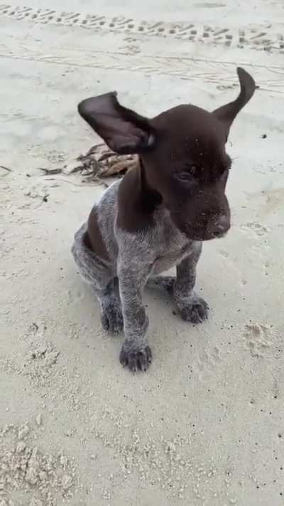 Windy