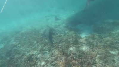 Crocodile passes by swimmer, gets a kick in the face and angrily swims away.