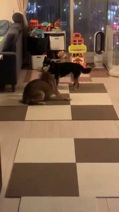 O lobinho quando tiver seu irmão ou irmã
