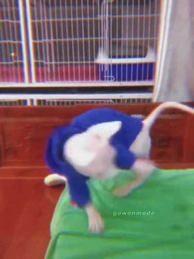 bingus fancam