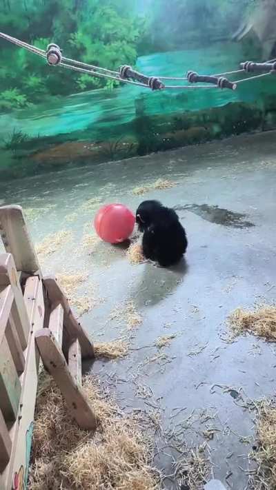 waddle waddle