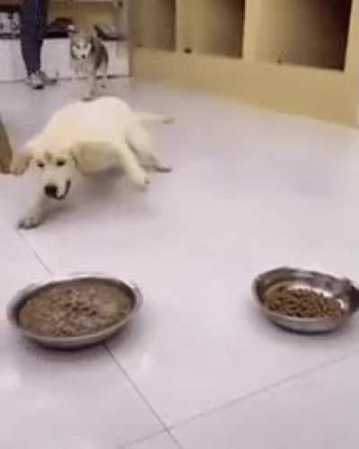 Dog loves some milk in his kibble