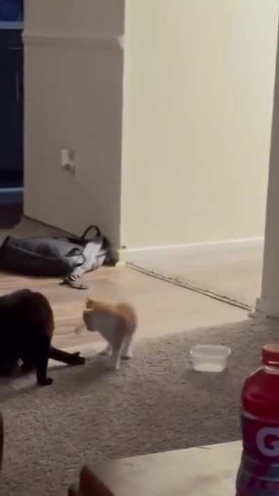 On the prowl 