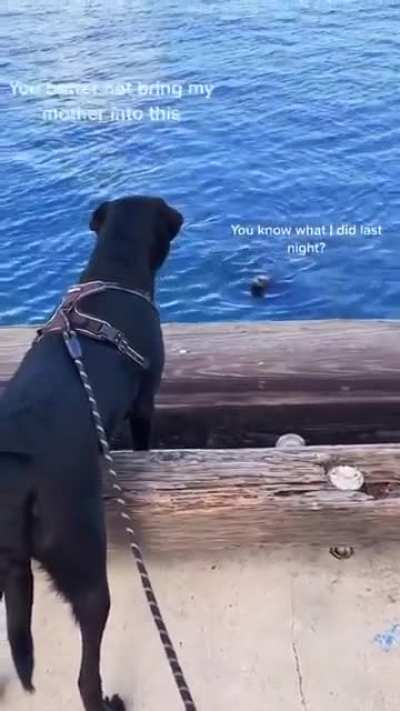 Water doggo - Land doggo