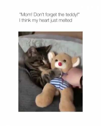 cat and its teddy