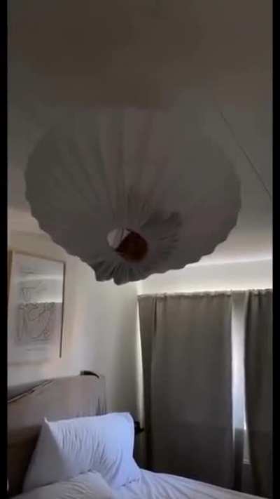 oh no the UFO stole the orange cat
