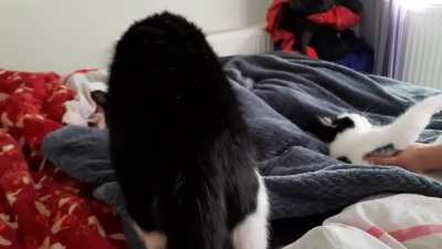 Double belly rub