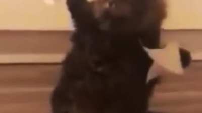 A cat falls down