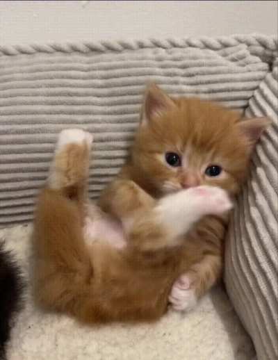 looks like the little orange has already settled into its new place 😊