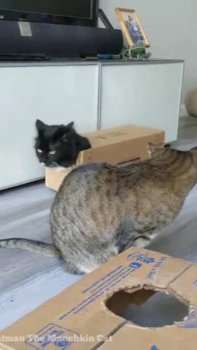 Cat in a box
